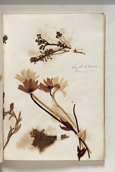 Plants from the Coliseum by Thomas Cole